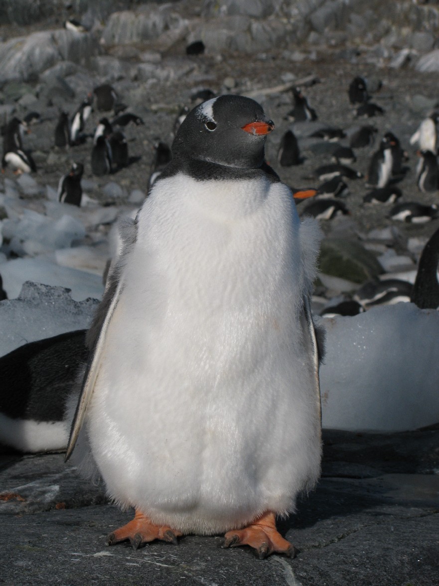 Gentoo Penguin